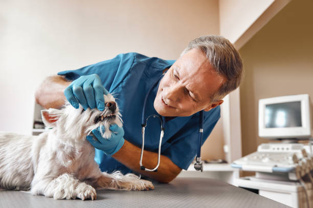 Best Dentist for Tooth Abscess  in Menahga, MN